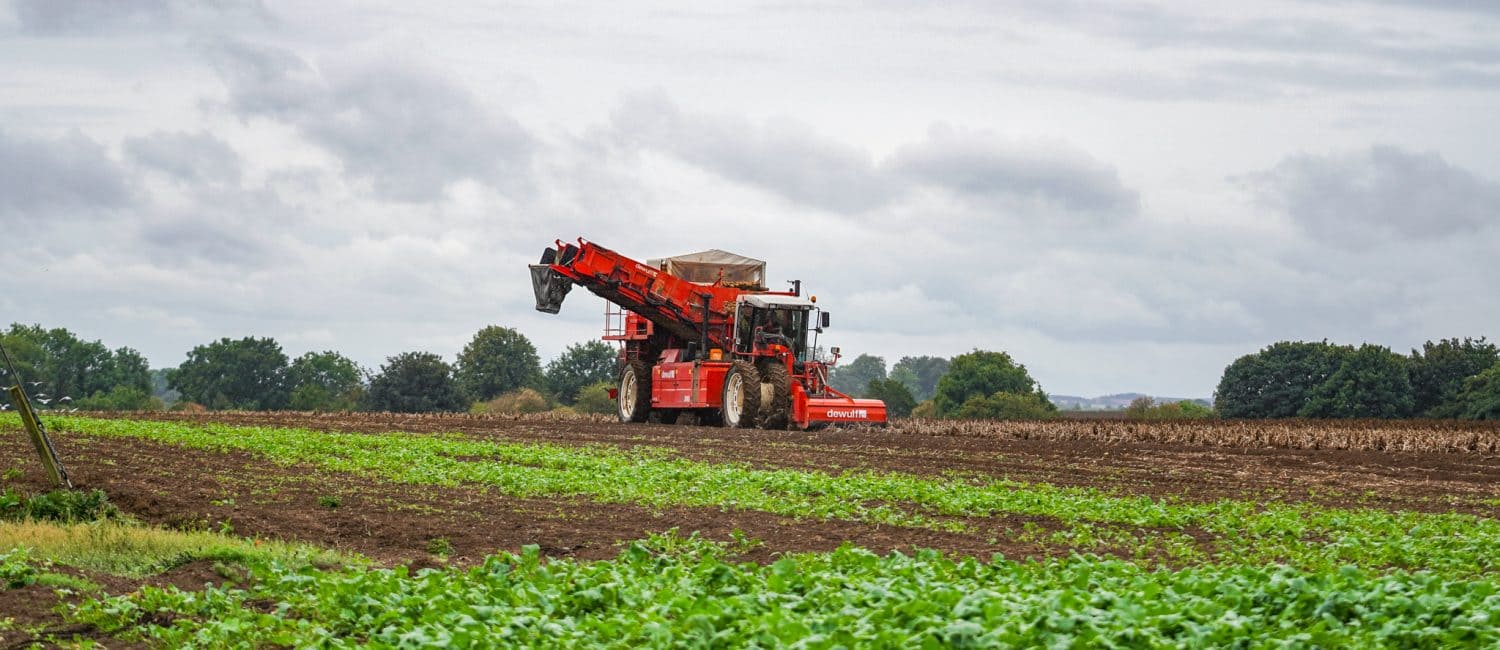 Tractor harvesting potatoes at Bustons Farm