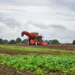 Tractor harvesting potatoes at Bustons Farm